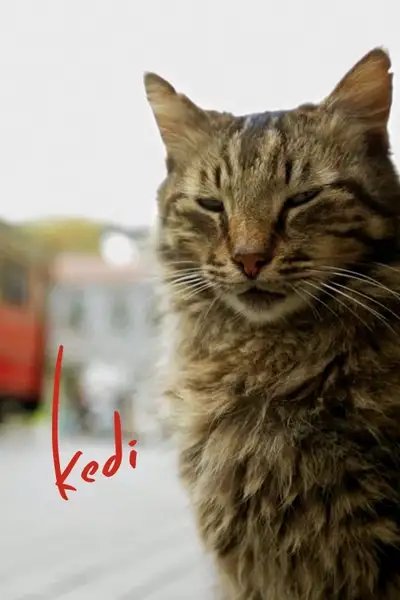 Kedi - Isztambul macskái // Nine Lives: Cats in Istanbul plakát