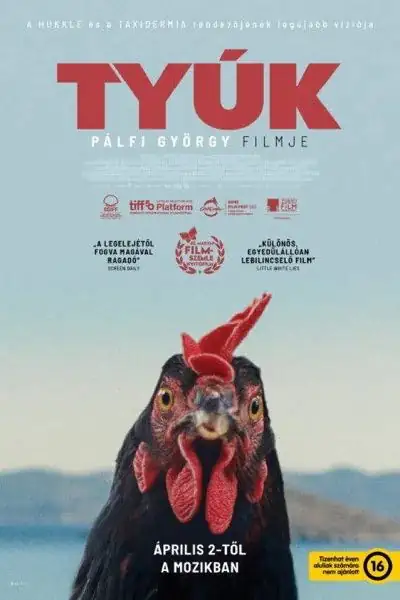 Tyúk plakát